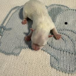 DINO - White male Maltese puppy in Orlando, Florida from Denise’s Puppies