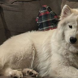 Poppy - Samoyed