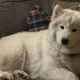 Poppy - Samoyed
