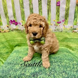 Scuttle - Red  male Goldendoodle puppy in Gilbert, Arizona from Gilbert Az Doodles