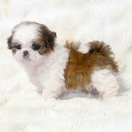 AKC Belle - Red and white female Shih Tzu puppy in Greenville, South Carolina from Babyface Shih Tzu