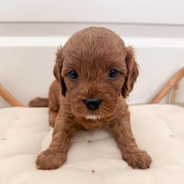 Brownie - Red male Cavapoo puppy in Apache Junction, Arizona from Coffey House Doodles