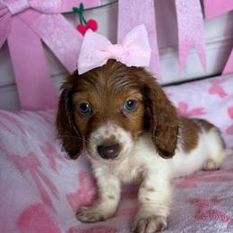Becky - Piebald female Dachshund puppy in Lake City, Florida from My Ditzy Doxies of Florida