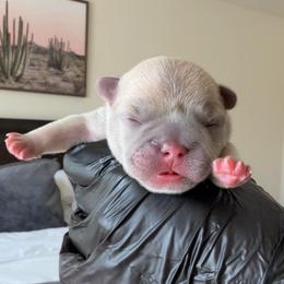 Beau - Fawn male French Bulldog puppy in League City, Texas from Baby Bear Frenchies