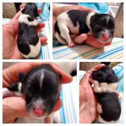 Pomeranian Puppies from Amazing Grace Pomeranians