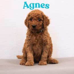 Agnes - Red  female Goldendoodle puppy in College Station, Texas from Em & El Doodles