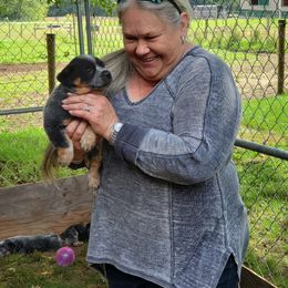 Australian Cattle Dog and Pembroke Welsh Corgi Puppies from Leatherman Quarter Horses