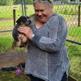 Australian Cattle Dog and Pembroke Welsh Corgi Puppies from Leatherman Quarter Horses