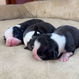 Boston Terrier Puppies from Candi's Boston Terriers