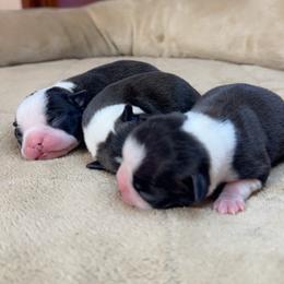 Boston Terrier Puppies from Candi's Boston Terriers
