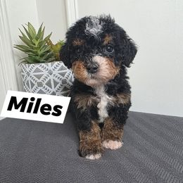 Miles - Phantom Goldendoodle puppy in Palestine, Texas from KK's Doodle Bunch