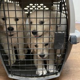 Golden Retriever Puppies from Garrett’s English Golden Retriever’s