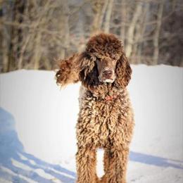 Charlotte - Poodle