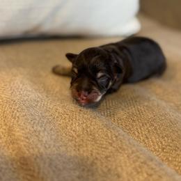 Max - Liver male Miniature Schnauzer puppy in Moreauville, Louisiana from Bayou Schnauz and Dals