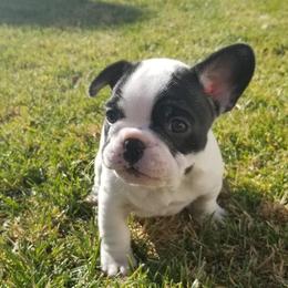 French Bulldogs from NOCO French Bulldogs