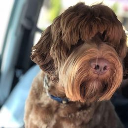 Australian Labradoodle All Grown Up from River's Edge Labradoodles