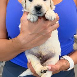 Golden Retriever Puppies from Robinson Retrievers