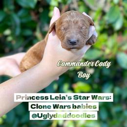 Commander Cody - Red  male Goldendoodle puppy in Orangevale, California from Ugly Dad Doodles