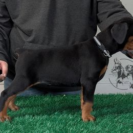 Black Female Black Collar - Black and rust female Doberman Pinscher puppy in Spencer, Indiana from Jackson's Dobermans