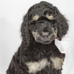 Poodle Puppies from DoodleHaven