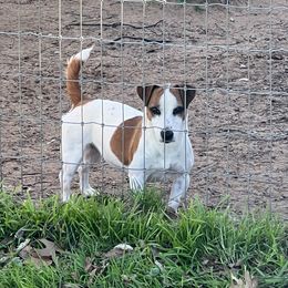 Jeannie - Jack Russell Terrier