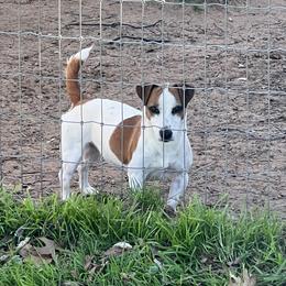 Jeannie - Jack Russell Terrier