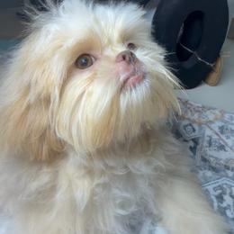 Teddy - Liver male Shih Tzu puppy in Seattle, Washington from Shih Tzu’s  ‘N’ Love