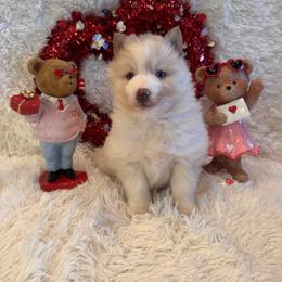 Beau - Lavender male Pomsky puppy in Bucyrus, Missouri from Hill Top Pomskies
