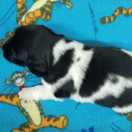 Dachshund puppies from Wulff's East LA Puppies