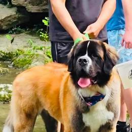 Mars - Saint Bernard