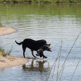 Delta - Labrador Retriever