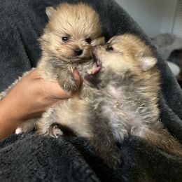 Pomeranian Puppies from Amore Pomeranians