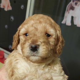 Goldendoodle Puppies from Dubey Doodles (AnC Oodles of Doodles)