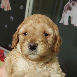 Goldendoodle Puppies from Dubey Doodles (AnC Oodles of Doodles)