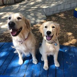 Golden Retriever Puppies from Oak Canyon Golden Retrievers