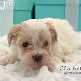 Charlotte - White and lemon female Morkie puppy in Scottsdale, Arizona from Lil Luxe Pups