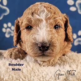Boulder - Red male Labradoodle puppy in Peyton, Colorado from Grace N Faith Doodles