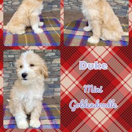 Goldendoodle Puppies from Rose's Doodles