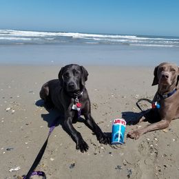 Weimaraner All Grown Up from Ghostsofthesleepinggods