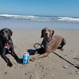 Weimaraner All Grown Up from Ghostsofthesleepinggods