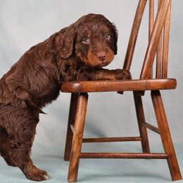 Merced - male Golden Mountain Doodle puppy in Murray, Utah from Good Looking Dogs