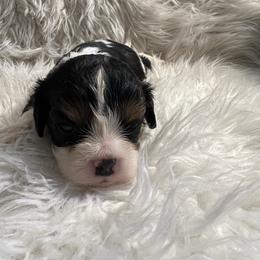 Buddy - Tri-color male Cavalier King Charles Spaniel puppy in Pearl River, New York from Cooltomin Cavaliers