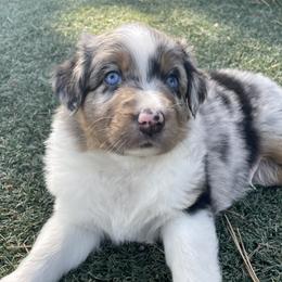 Australian Shepherd Puppies from Double NB Livestock LLC