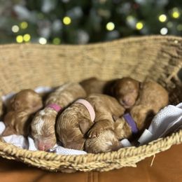Cavapoo puppies from Lucy Lou’s Cavapoos
