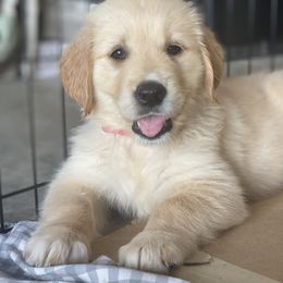 Golden Retriever Puppies from Homeward Bound Goldens