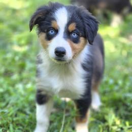Boy 1 - Black tri-color male Australian Shepherd puppy in Keyser, West Virginia from Heartfelt Hollow Farm