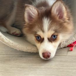 Cowgirl - Red and white female Pomsky puppy in Harford Mills, New York from Finger Lakes Pomskies