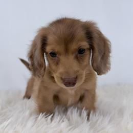 Caelum - Dapple male Dachshund puppy in Sacramento, California from HEFFERNAN HOUNDS