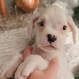 Girl 2(Willow)Aka Buffy - White Boxer puppy in Lafayette, Tennessee from Silver Rain