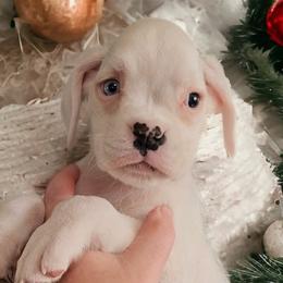 Girl 2(Willow)Aka Buffy - White Boxer puppy in Lafayette, Tennessee from Silver Rain